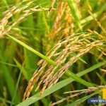 cultivo de arroz Alerta arrocera molineros del Huila