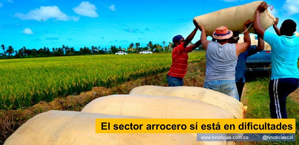Neiva Huila Colombia www.tvnoticias.com.co El sector arrocero sí está en dificultades arroz cultivo cultivos FEDEARROZ