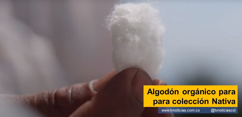 Neiva Huila La primera tonelada de algodón orgánico nativo producido en Colombia está ahora en las tiendas de moda del país, no como hilo o tela, este se ha transformado en camisetas de la colección Nativa, lanzada hoy por la marca colombiana Punto Blanco. La tienda, especializada en ropa deportiva, interior y exterior, compró tres cosechas del algodón orgánico que empezó a ser producido en 2020, en la Sierra la Nevada de Santa Marta, una de las montañas costeras más altas del mundo y uno de los ecosistemas más representativos de la América Tropical www.tvnoticias.com.co Algodón orgánico para para colección Nativa