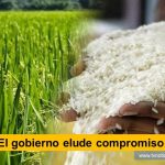 Neiva Huila Colombia El gerente general de Fedearroz Rafael Hernández Lozano, urgió del gobierno nacional respuesta a las peticiones que de tiempo atrás ha hecho el gremio, para mejorar las condiciones de comercialización del arroz en Colombia, seriamente afectadas en las últimas semanas por el descenso en los precios de compra del arroz paddy verde en varias regiones del país www.tvnoticias.com.co El gobierno elude compromiso con arroceros