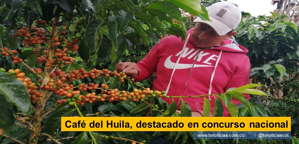 El concurso “Taza de excelencia 2021”, que se realiza en Ibagué Tolima, seleccionó a 12 caficultores de Palestina, Huila, entre los 40 productores finalistas de diferentes Departamentos del país, para que lleven la participación colombiana a nivel Internacional, El numero 12 es bien significativo dado que en la primera etapa fueron escogidos 157, en la segunda 90 y quedan 40 de diferentes Departamentos, entre ellos Huila con productores de Palestina. De 11 Departamentos, el Huila uno de los seleccionados; de los 37 lotes del a nivel nacional para la ronda internacional, 22 son del Huila y Palestina tiene 12, con lo que se exalta el laborar de estas personas que día a día dejan todo en el campo y hoy en alto el Departamento. “En esta ocasión el Huila de 37 lotes que hay a nivel nacional para la ronda Internacional el Huila tiene 22 lotes, y el municipio de Palestina tiene 12 lotes, de verdad uno se siente muy satisfecho muy contento, de que la caficultura de nuestro municipio sea conocida a nivel nacional e internacional, por su calidad Palestina es un municipio enclavado en el macizo colombiano, donde todavía conservamos muchas tradiciones de nuestros padres, los cuales son han enseñado el cultivo del café de Neiva Huila Colombia www.tvnoticias.com.co