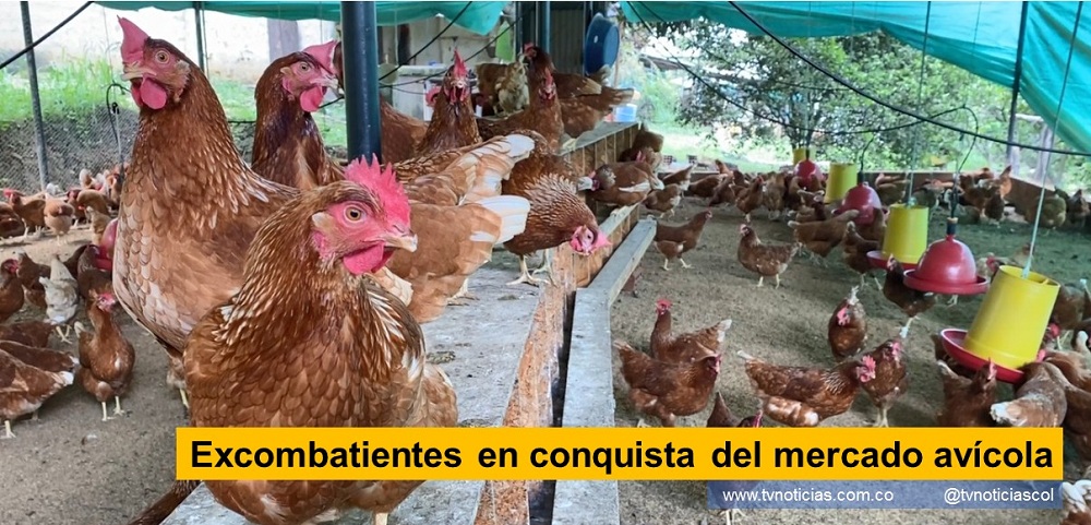 Neiva Huila Colombia A un año de la conformación del ‘Comité de mujeres por la paz’, integrado por 52 mujeres excombatientes, campesinas y víctimas del conflicto, como ejemplo de reconciliación, el grupo avanza firme para conquistar el mercado de la producción y comercialización de huevos campesinos en Neiva. Excombatientes en conquista del mercado avícola - www.tvnoticias.com.co Cooagropaz ARN