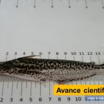 Avance científico en Gigante Un grupo de profesionales de la Autoridad Nacional de Acuicultura y Pesca - AUNAP - comprometido con el aprovechamiento y protección de las especies nativas de interés pesquero, estandarizó la reproducción del pez doncella (Ageneiosus pardalis), especie catalogada como vulnerable (VU) en la categorización de amenaza nacional, de alto valor comercial y de interés para los pescadores artesanales tvnoticiascol TVNOTICIAS.COM piscigranjas