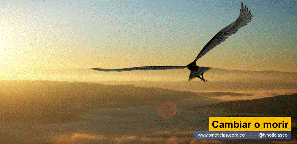 La transformación única alternativa que permite persistir en la consecución del objetivo de vida del residente en el planeta tierra. La negativa al cambio y a la innovación inducen al deterioro de la existencia, por lo tanto, implica desaparición. Cambiar o morir tvnoticiascol TVNOTICIAS.COM