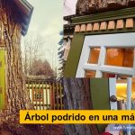 Mujer transformó un árbol podrido de 110 años en una mágica biblioteca Sharalee Armitage Howard es el nombre de la bibliotecaria y creadora de lo que se puede considerar la minibiblioteca más bonita y asombrosa del mundo. Esta artista compartió a través de su cuenta de Facebook su proyecto creado dentro de un enorme árbol de 110 años que hubo que talar en el frente de su casa. Call of the Wild y Nancy Drew Coeur d’Alene Little Free Libraries tvnoticiascol TVNOTICIAS.COM Árbol podrido en una mágica biblioteca - www.tvnoticias.com.co