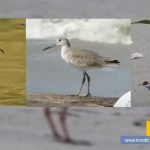 La especie de aves migratorios a regiones diversas de países suramericanos, como Colombia, es variada. Algunos de ellas se aprecian en lugares húmedos, y deben ser protegidas, por la importancia para sostenes ecosistemas. La protección incluye no retenerlas, repelerlas o asustarlas, de acuerdo a recomendaciones de los investigadores. Aves de visita tvnoticiascol TVNOTICIAS.COM SAO