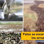 Patos se encargan de limpiar los arrozales de plagas y así evitar pesticidas Tailandia los granjeros no tienen que usar químicos y pesticidas para controlar las plagas y se reducen muchos los costos porque los patos a cambio pueden alimentarse libremente metodología de la agricultura sinérgica y la precursora de la permacultura en Francia Patos se encargan de limpiar los arrozales de plagas - www.tvnoticias.com.co tvnoticiascol TVNOTICIAS.COM