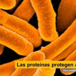 Las bacterias se protegen de los invasores (antibióticos) mediante 1 o 2 paredes limítrofes (membranas) que, además, están formadas por proteínas: cada uno tiene su propia estructura que determina su función. Las proteínas protegen a las bacterias Tvnoticiascol TVNOTICIAS.COM www.tvnoticias.com.co COVID debilita tanto a las personas hospitalizadas que ahora somos testigos de un aumento de las infecciones bacterianas bacterias como E-coli o Borrelia (enfermedad de Lyme) spirelli o cuando se acortaron en el cabello de un ángel. Claramente, los científicos de UCLouvain