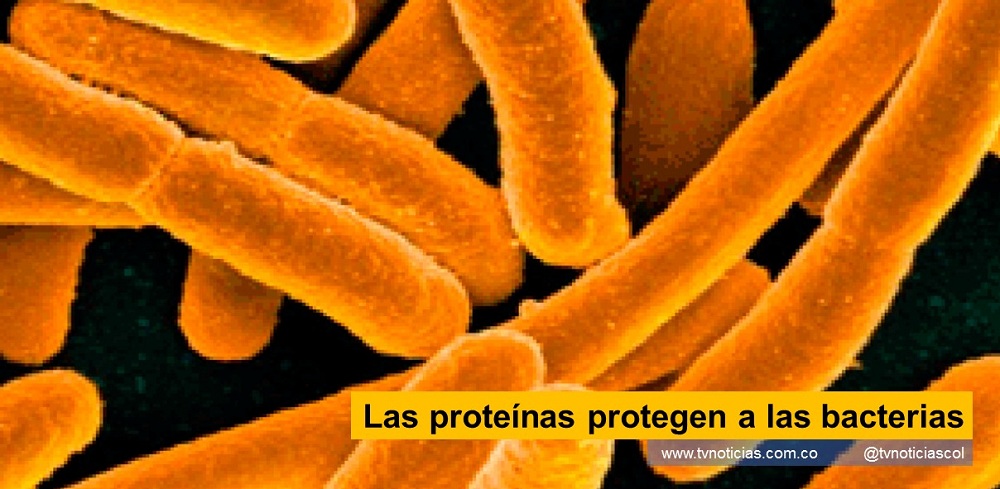 Las bacterias se protegen de los invasores (antibióticos) mediante 1 o 2 paredes limítrofes (membranas) que, además, están formadas por proteínas: cada uno tiene su propia estructura que determina su función. Las proteínas protegen a las bacterias Tvnoticiascol TVNOTICIAS.COM www.tvnoticias.com.co COVID debilita tanto a las personas hospitalizadas que ahora somos testigos de un aumento de las infecciones bacterianas bacterias como E-coli o Borrelia (enfermedad de Lyme) spirelli o cuando se acortaron en el cabello de un ángel. Claramente, los científicos de UCLouvain