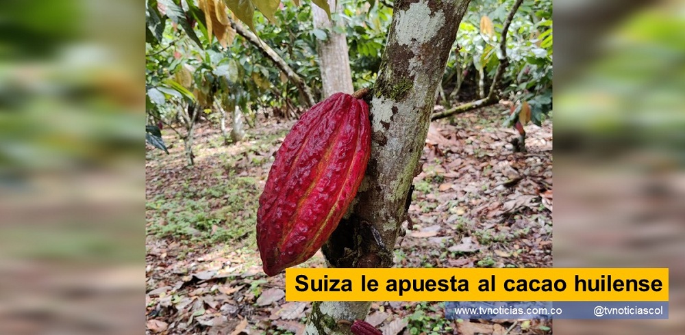 Para visionar el interés por mostrar el potencial que tiene el cacao especial del Huila para conquistar los mercados internacionales, la Embajada de Suiza en Colombia - Cooperación Económica y Desarrollo (SECO), organizó en Neiva Huila, un conversatorio donde se presentaron experiencias y resultados sobre el desarrollo de cadenas de suministro de cacao sostenible del Huila para el mundo. Suiza le apuesta al cacao huilense Asociación de Productores de Cacao de Algeciras APROCALG EQUIORI COLCOCOA, EQUIORI FELCHLIM Del Huila para el mundo proyecto Cacao+Sostenible tvnoticiascol www.tvnoticias.com.co TVNOTICIAS.COM Suiza reafirmó su compromiso en apoyar la competitividad de cadenas de valor sostenibles en Colombia, con énfasis en la cadena del cacao, en la que el departamento del Huila tiene grandes oportunidades.