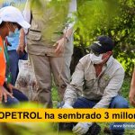 ECOPETROL ha sembrado 3 millones de árboles Un promedio de 84 mil árboles mensuales ha sembrado, en las zonas de influencia en Colombia, la Empresa Colombiana de Petróleos, en los últimos 36 meses, señala informe oficial. Eso implica que en los meses transcurridos entre el 2018 y 2021, la estatal empresa asentó cerca de 3 millones de plántulas arbóreas, cumpliendo inversiones voluntarias y de compensación ambiental. Persiste el informe, que al finalizar el 2021 tvnoticiascol www.tvnoticias.com.co TVNOTICIAS.COM