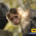 Se sorprenderán algunos lectores por el epígrafe de esta columna, refiriéndola con esos animalitos graciosos de cola prensil que ya poco abundan en nuestras selvas producto de la contaminación y la depredación humana, pero otros acostumbrados al vocablo relacionado con la forma rastrera en que legislan irresponsablemente en el Congreso de la República Micos acordados tvnoticiascol TVNOTICIAS.COM www.tvnoticias.com.co