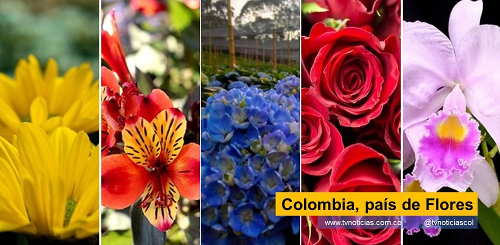 heliconias astromelia Sello de Denominación de Origen Colombia es Tierra de Flores el país posee más de 1.400 tipos de flores. Desde este lugar del norte de América del Sur se exporta a más de 100 países del mundo la mayor y más variada cantidad de flores nacionales. Aquí revelamos el encanto de las flores colombianas Colombia, país de Flores www.tvnoticias.com.co tvnoticiascol biodiversidad montallas Antioquia Eje Cafetero Huila diversidad flora fauna floricultor colombianas colombianos selva asocolflores rosas