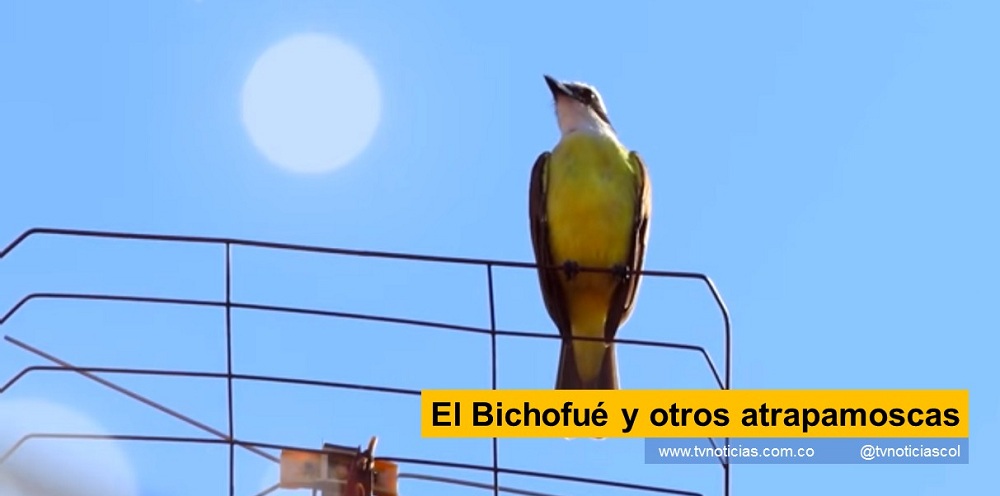 Las aves que frecuentan ambientes cálidos, sorprenden por la capacidad para adaptarse y escapar a los depredadores que los asechan durante el día El Bichofué y otros atrapamoscas Ciencia pa’ Sumercé tvnoticiascol www.tvnoticias.com.co