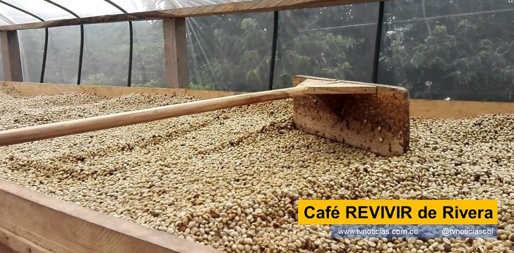 “Cuando hay inversión social para los territorios y llega a las comunidades, uno se siente satisfecho”, dice Rodolfo Olaya, representante legal de la Asociación Ambiental Revivir al referirse a la intervención del Proyecto Integral de Desarrollo Agropecuario y Rural (PIDAR) 343, con el que se mejoraron las condiciones de trabajo de 35 familias cafeteras de la región con la construcción e implementación de sistemas de secados solares para el manejo de café especial. El PIDAR es un proyecto liderado por la Agencia de Desarrollo Rural (ADR), con la cooperación técnico de la Organización de las Naciones Unidas para la Alimentación y la Agricultura (FAO), y que, en el caso de Rivera, Huila, contó con la participación de la Asociación Ambiental Revivir y de la Alcaldía de Rivera tvnoticiascol www.tvnoticias.com.co Colombia