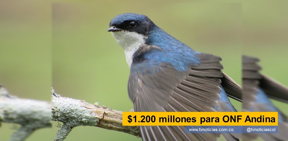 El Gobierno del Departamental financiará en el 90% la propuesta sobre Bioturismo Científico de Naturaleza en el Huila que manejará la CAM en la región $1.200 millones para ONF Andina tvnoticiascol www.tvnoticias.com.co El incremento del conocimiento de la biodiversidad en el Huila, especialmente el de aves, de diferentes ecosistemas estratégicos; la generación de herramientas y capacidades para el turismo científico de naturaleza en el Huila; uno de los objetivos del proyecto “Bioturismo Científico de Naturaleza en el Huila” Foto: Gobernación del Huila