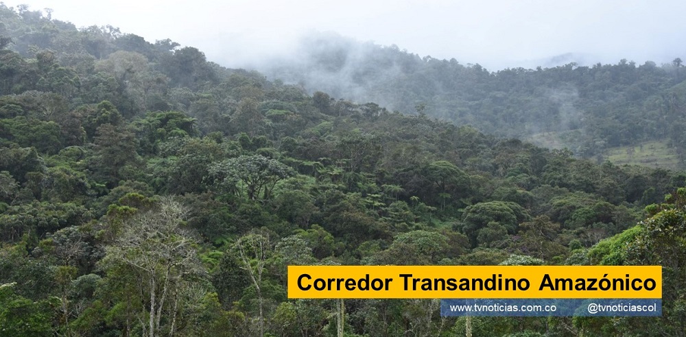 Conservación Internacional, CAM, el SENA, Comité de Cafeteros del Huila, COOCENTRAL, Gobernación del Huila, y los gremios cafeteros y cacaoteres Una estrategia integral para impulsar prácticas y usos del suelo que permitan restaurar y proteger bienes, servicios ambientales y la biodiversidad en amplia zona rural del Huila, el objetivo del proyecto Corredor de Transición Andino Amazónico www.tvnoticias.com.co tvnoticiascol