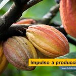 El 97.92% de los municipios del Huila son productores de Cacao, según informe oficial y de la multinacional Stihl, que desarrolla convenio de capacitación cacaotera con la Gobernación del Departamento Impulso a producción cacaotera tvnoticiascol www.tvnoticias.com.co FEDECACAO Huila gobernación