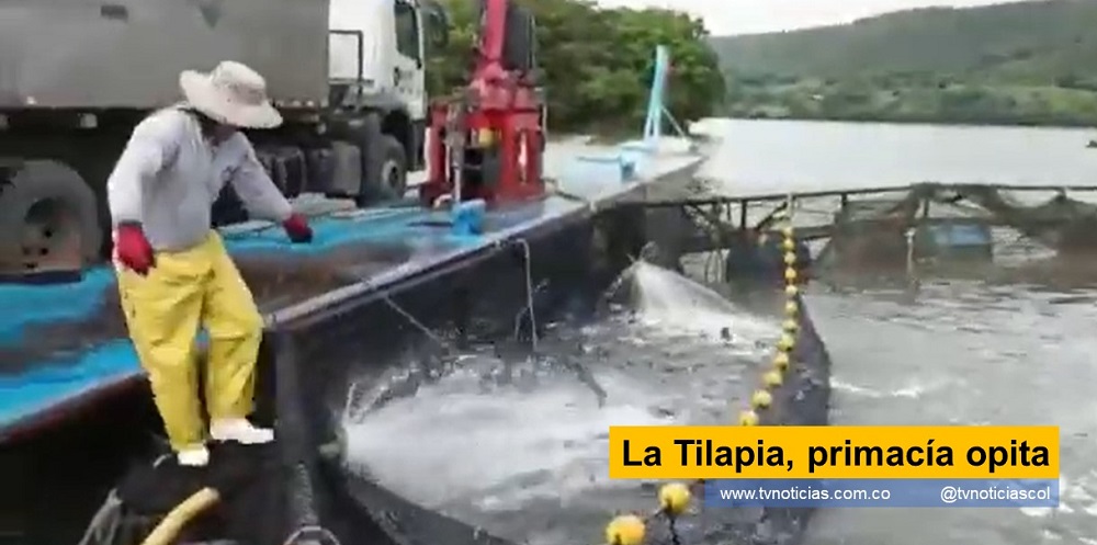 El Huila aporta el 39% de la producción piscicola nacional y el 85% del volumen de las exportaciones. El Departamento aumentó en 5.411 toneladas de pescado, con respecto del 2020 La Tilapia, primacía opita tvnoticiascol www.tvnoticias.com.co Gobernación del Huila, organiza para mayo, la Feria Internacional Acuicola