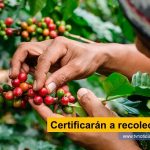 Los recolectores de café podrán demostrar su saber hacer, por primera vez en Colombia, al vincularse el nuevo programa de Certificación de Competencias Laborales que desarrollará el SENA. El Servicio Nacional de Aprendizaje, espera beneficiar, por primera vez, a los recolectores cafeteros, fomentando la cualificación de uno de los eslabones más importantes de la cadena de suministro del café. Certificarán a recolectores de café tvnoticiascol www.tvnoticias.com.co FEDECAFE OIT
