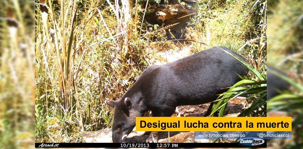 CAM Tapirus Pinchaque UNICN especie La comunidad rural, de varias regiones del Huila, mediante grupos de vigilancia, trabaja denodada, para evitar la desaparición de La Danta de Montaña La comunidad rural, de varias regiones del Huila, mediante grupos de vigilancia, trabaja denodada, para evitar la desaparición de La Danta de Montaña La comunidad rural, de varias regiones del Huila, mediante grupos de vigilancia, trabaja denodada, para evitar la desaparición de La Danta de Montaña Desigual lucha contra la muerte - www-tvnoticias.com.co