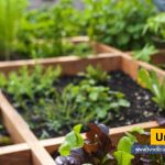 material biodegradable huerta El cambio climático y el alza descontrolada en los precios de los alimentos en Colombia, puede ser útil, producir verduras en pequeñas terrazas urbanas o eras campesinas Una sugerencia tvnoticiascol www.tvnoticias.com.co