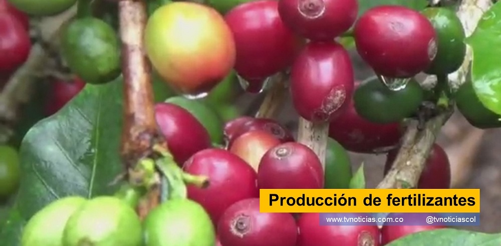 Un grupo de pequeños caficultores, resolvió comenzar la producción de fertilizantes para y evitar la dependencia de los importados que, encarecen, en grado sumo, el cultivo del grano Producción de fertilizantes