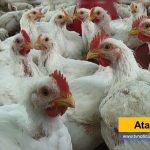 Huila Un grupo de mujeres ejecuta frontal y persistente ataque a la desocupación y da ejemplo de disciplina. Se trata del grupo Asociativo Agro-orgánicos JARMAC tvnoticiascol www.tvnoticias.com.co Estás mujeres, no esperaron el paternalismo oficial, característico en Colombia, sino que activaron una alternativa para producir huevos y carne de ave, con alta calidad Ataque frontal