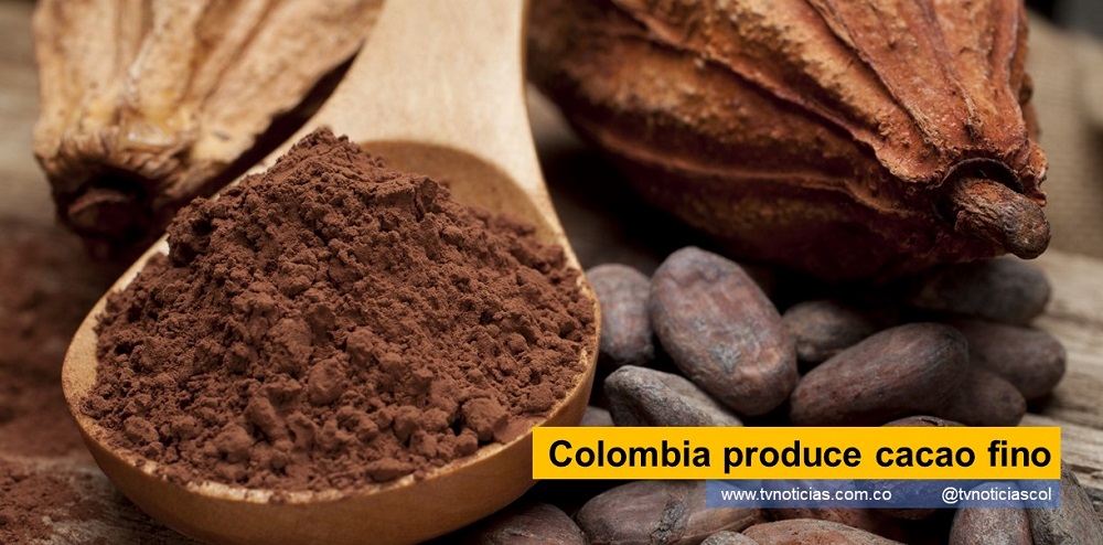 Cacao es una especie de vital para la agricultura AGROSAVIA FEDECACAO colombiana, al punto que muchos agricultores, en diferentes regiones del país, lo ven como alternativa para sustituir a otras, además, con el cambio climático, es opción en regiones donde antes no podía considerarse, como posibilidad Colombia produce cacao fino tvnoticiascol www.tvnoticias.com.co