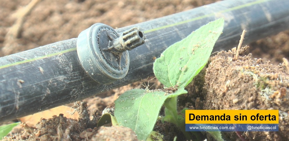 Un seminario nacional de organizado por ASOFRUCOL en Neiva, permitió establecer que el área dedicada al cultivo, no es suficiente para atender la demanda, así se diga lo contrario El Huila un territorio de elevada producción de Cholupa, no cuenta con la capacidad para abastecer la demanda en la región y menos ante el incremento de la industrialización de esa pasiflora Demanda sin oferta - www.tvnoticias.com.co tvnoticiascol