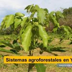 El fortalecimiento de la productividad del habitante rural, es una realidad para Colombia, al implementar incentivos para la conservación de áreas de interés ambiental, en una región como el Huila Sistemas agroforestales en Yaguará, Huila - www.tvnoticias.com.co tvnoticiascol