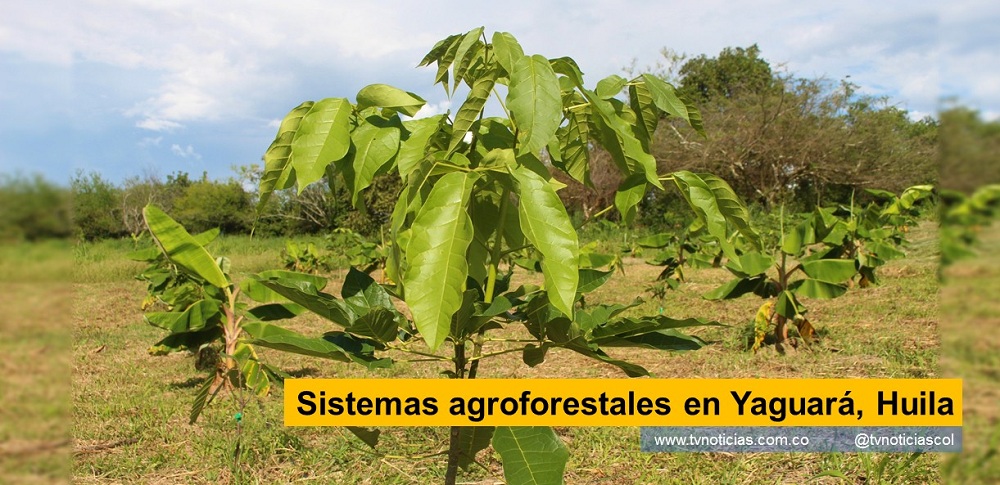 El fortalecimiento de la productividad del habitante rural, es una realidad para Colombia, al implementar incentivos para la conservación de áreas de interés ambiental, en una región como el Huila Sistemas agroforestales en Yaguará, Huila - www.tvnoticias.com.co tvnoticiascol
