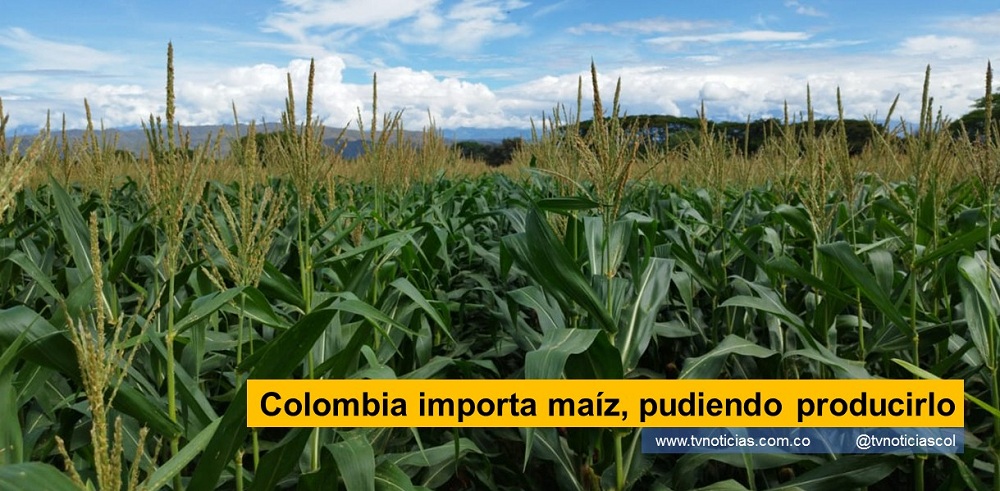 El maíz es un cultivo de climas cálidos, medios y fríos, propio para sembrar en cualquier época del año. Únicamente falta que, el Gobierno estimule el cultivo, especialmente de la variedad distinta al Sorgo y garantice la comercialización al campesino CORHUILA Un informe estadístico revela que, Colombia importó cerca de 3.600 millones de tonelada de maíz en el 2021 Colombia importa maíz, pudiendo producirlo tvnoticiascol www.tvnoticias.com.co Secretaría Departemental de Agricultura y Minería, AGFOSAVIA, la universidad CORHUILA y CENIGAA