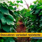 La variedad del frijol “Cargamanto” resistente a la temible Antracnosis, descubrió un grupo de investigadores en el Huila, Colombia, que permite reducir costos de producción y aumentar cosechas Descubren variedad resistente a enfermedad tvnoticiascol www.tvnoticias.com.co FENALCE y Alfonso Gaitán Chaparro, secretario técnico de la cadena de cereales y leguminosas del Huila