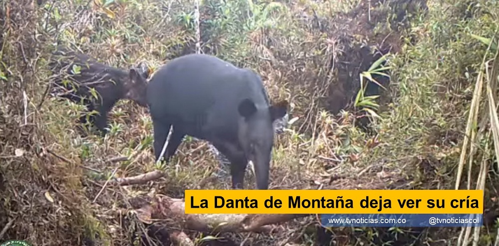 El grupo de monitoreo de la fauna silvestre Porvenir Tierra y Semillas del municipio de Pitalito ha logrado documentar la evolución de una danta de Montaña (Tapirus Pinchaue) juvenil desde su gestación en el Corredor Biológico Puracé- Cueva de los Guácharos, gracias al sistema de foto trampeo tvnoticiascol www.tvnoticias.com.co La Danta de Montaña deja ver su cría