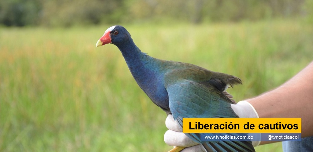 Un promedio de 390 animales silvestres, han sido liberados, en lo corrido del 2.022, por la autoridad ambiental del Huila. La tarea es un esfuerzo por reducir al máximo, el comercio de vida silvestre Liberación de cautivos tvnoticiascol www.tvnoticias.com.co fauna Corporación Autonoma Regional del Alto Magdalena CAM Huila
