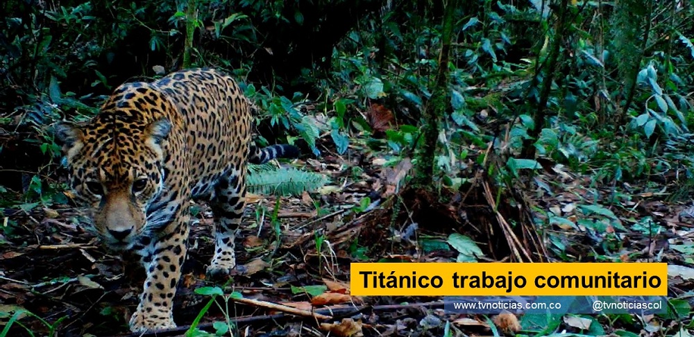 La acción voluntaria y comunitaria, fundamento básico Colombovivo fue conformado como grupo de monitoreo en el año 2012Vieeo en la conservación de la fauna y la flora del sur del Huila, demostrada en reiteradas ocasiones a la región y el país Titánico trabajo comunitario tvnoticiascol www.tvnoticias.com.co La gestión comunitaria, de la población civil, es sinónimo de verdadera defensa de las especies, evita tanto la extinción de algunas, como auspiciando la presencia de otras, dado qu7e unas y otras, son consideradas indispensables para la conservación de la flora. Colombia CAM Jaguar Huila