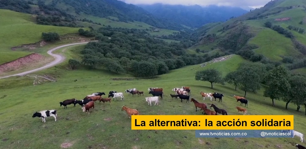 La acción solidaria es la mejor alternativa empresarial, para enfrentar la actualidad económica Así lo demuestran numerosas familias productivas, de la zona oriental del país La alternativa la acción solidaria tvnoticiascol www.tvnoticias.com.co