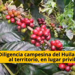 El Huila persiste en mostrarse como territorio colombiano, con una economía basada en la producción agrícola, gracias a la persistencia de la población campesina de los 37 municipios extendidos en la geografía. Una vez más evidencia esa característica, al colocarse en el primer territorio, de la geografía nacional, en la producción de café, con destino a mercados nacionales como del exterior. tvnoticiascol tvnoticias.net