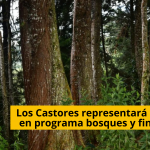 El grupo ecológico "Los Castores" de Acevedo representará al Huila, en el Mecanismo para bosques y fincas que, impulsa una alianza global integrada por la FAO y diversos socios de cooperación internacional que, busca fortalecer a organzacione de productores forestales y agrícolas de pequeña escala en África, Asia y América Latina Los Castores representará al Huila, en programa bosques y fincas FAO - TVNOTICIASCOL