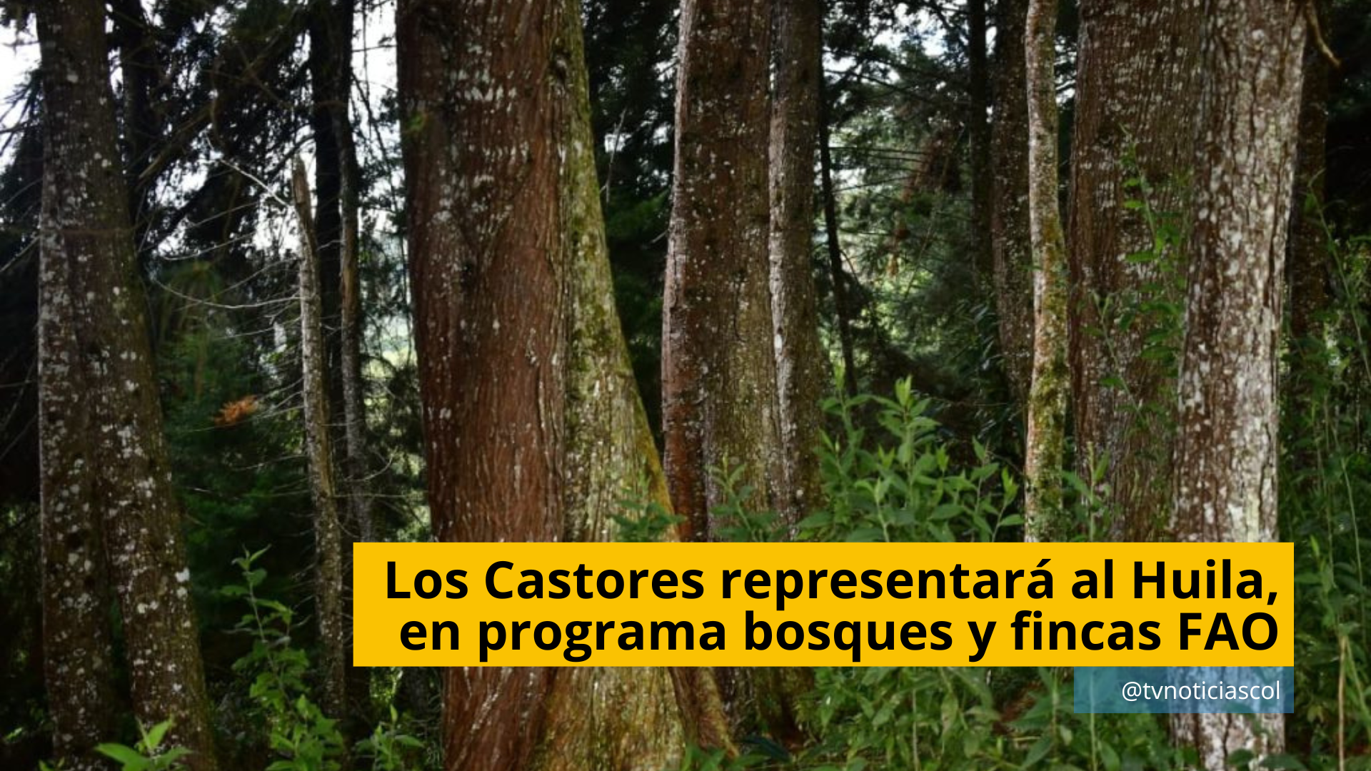 El grupo ecológico "Los Castores" de Acevedo representará al Huila, en el Mecanismo para bosques y fincas que, impulsa una alianza global integrada por la FAO y diversos socios de cooperación internacional que, busca fortalecer a organzacione de productores forestales y agrícolas de pequeña escala en África, Asia y América Latina Los Castores representará al Huila, en programa bosques y fincas FAO - TVNOTICIASCOL