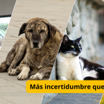 La capital del Huila proyecta construir el Centro de Bienestar Animal sobre un lote de 30 mil metros cuadrados en la ribera occidental del río Las Ceibas, en zona rural del oriente de la ciudad Más incertidumbre que aciertos - tvnoticiascol