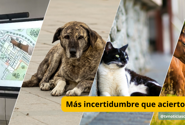 La capital del Huila proyecta construir el Centro de Bienestar Animal sobre un lote de 30 mil metros cuadrados en la ribera occidental del río Las Ceibas, en zona rural del oriente de la ciudad Más incertidumbre que aciertos - tvnoticiascol