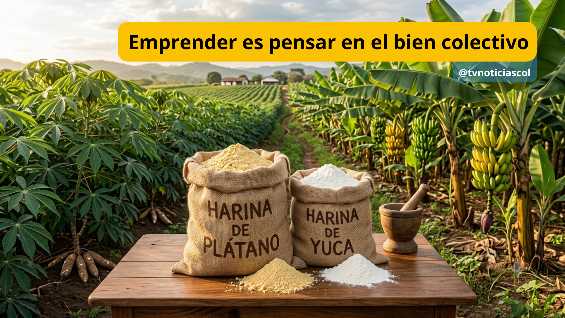 La producción de harina de plátano y de yuca, es un emprendimiento de alto calado social, porque soluciona un problema rural, genera ocupación de mano de obra y abre caminos para comercializar productos indispensables en la alimentación ciudadana Emprender es pensar en el bien colectivo - TVNOTICIASCOL
