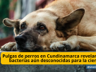Pulgas de perros en Cundinamarca revelarían bacterias aún desconocidas para la ciencia - TVNTOCIASCOL www.tvnoticias.net El 83 % de las pulgas recolectadas en perros de municipios como Villeta, Anolaima y La Mesa portan bacterias de interés sanitario. Además, una de las muestras reveló un posible linaje bacteriano aún no descrito por la ciencia y cuyo impacto en la salud animal y humana