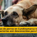 Pulgas de perros en Cundinamarca revelarían bacterias aún desconocidas para la ciencia - TVNTOCIASCOL www.tvnoticias.net El 83 % de las pulgas recolectadas en perros de municipios como Villeta, Anolaima y La Mesa portan bacterias de interés sanitario. Además, una de las muestras reveló un posible linaje bacteriano aún no descrito por la ciencia y cuyo impacto en la salud animal y humana