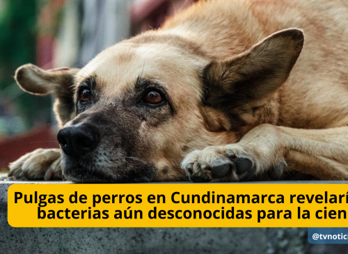 Pulgas de perros en Cundinamarca revelarían bacterias aún desconocidas para la ciencia - TVNTOCIASCOL www.tvnoticias.net El 83 % de las pulgas recolectadas en perros de municipios como Villeta, Anolaima y La Mesa portan bacterias de interés sanitario. Además, una de las muestras reveló un posible linaje bacteriano aún no descrito por la ciencia y cuyo impacto en la salud animal y humana
