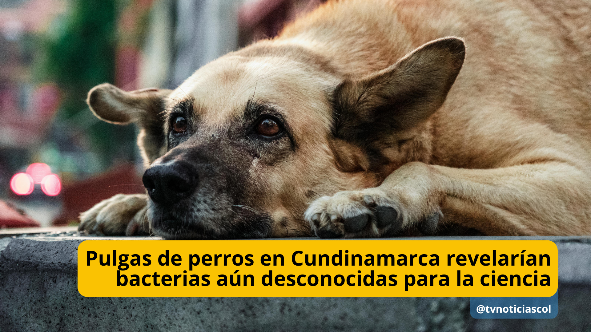 Pulgas de perros en Cundinamarca revelarían bacterias aún desconocidas para la ciencia - TVNTOCIASCOL www.tvnoticias.net El 83 % de las pulgas recolectadas en perros de municipios como Villeta, Anolaima y La Mesa portan bacterias de interés sanitario. Además, una de las muestras reveló un posible linaje bacteriano aún no descrito por la ciencia y cuyo impacto en la salud animal y humana